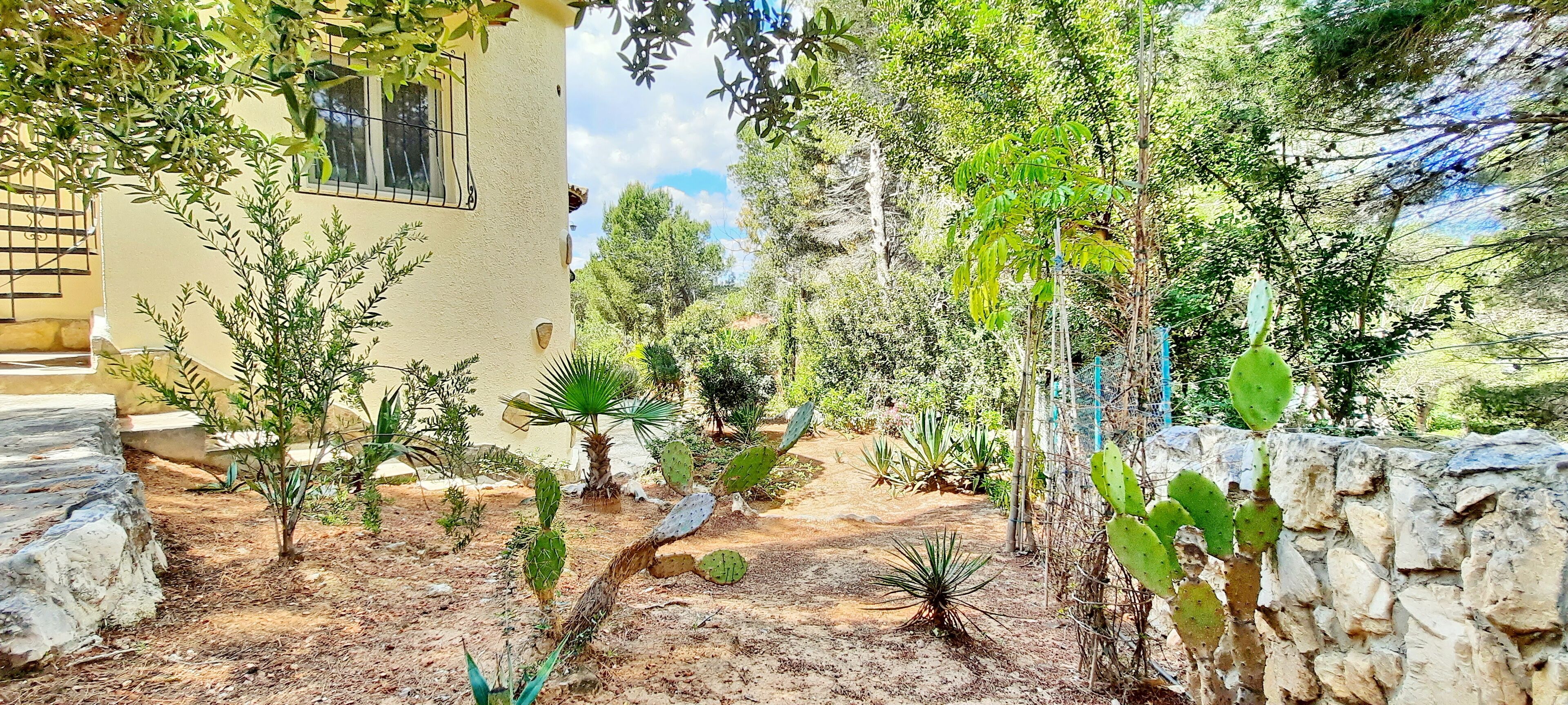 A garden with various cacti and plants, a stone wall, and a building with a window.