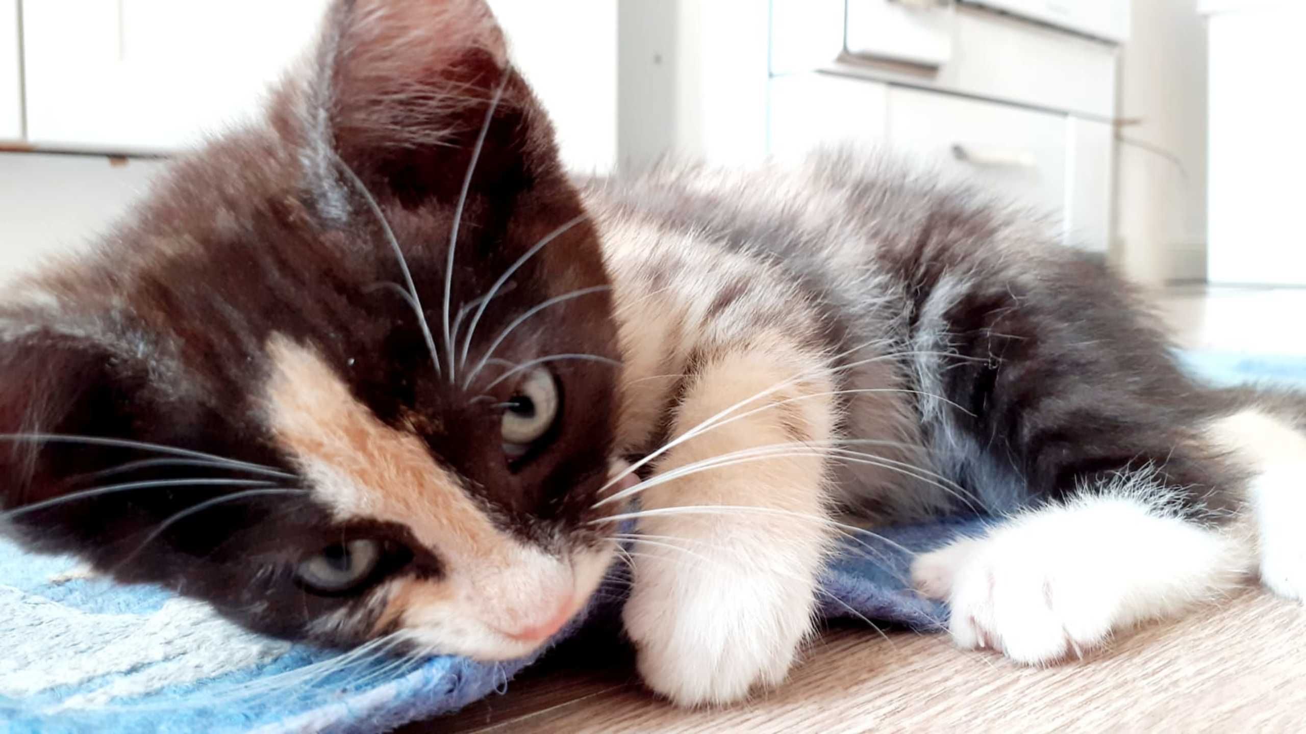 Un gato acostado sobre una tela azul y blanca a rayas.