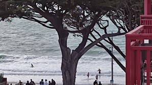Une scène de plage avec un grand arbre au premier plan, des vagues qui déferlent et des personnes dans l’eau.