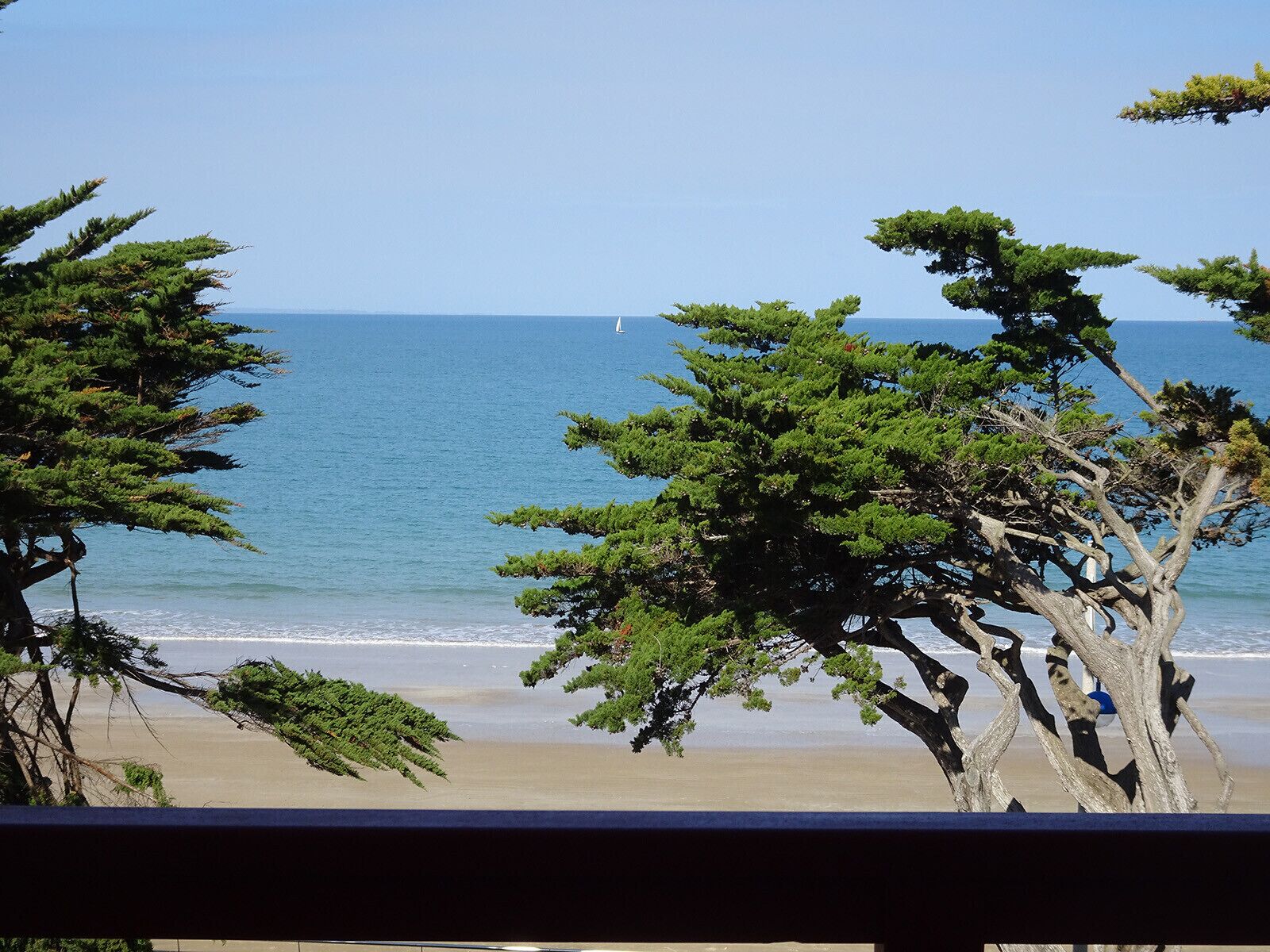 A beach with trees and a clear blue sky.