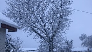 A snow-covered tree in a residential area. - Foot of the Mournes - Cottage - Sleeps 4 - Parking (Newry)