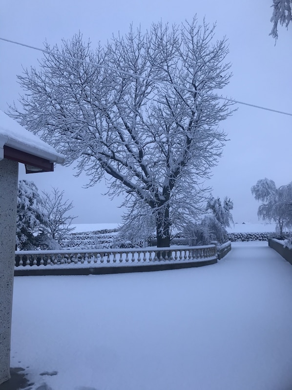 A snow-covered tree in a residential area.