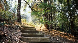 A wooden staircase leading up a forested path.