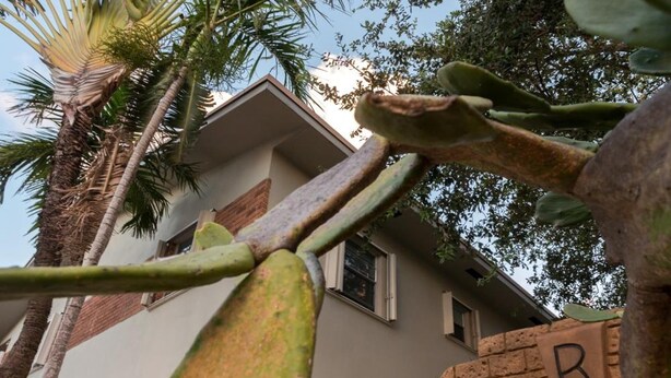 A cactus plant with a brick archway labeled "R" and a white building in the background.