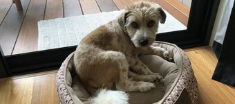 Room with peaceful bush views near Angourie's famous surf.  Pet friendly.