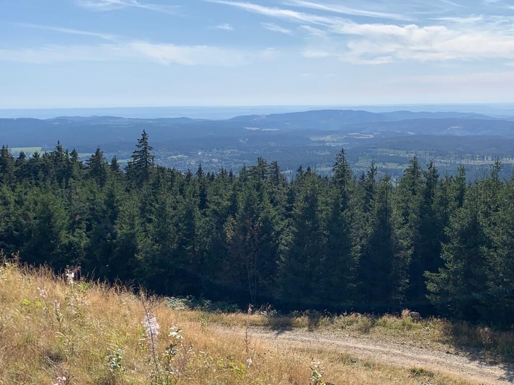 Eine bewaldete Landschaft mit einem Feldweg hindurch.