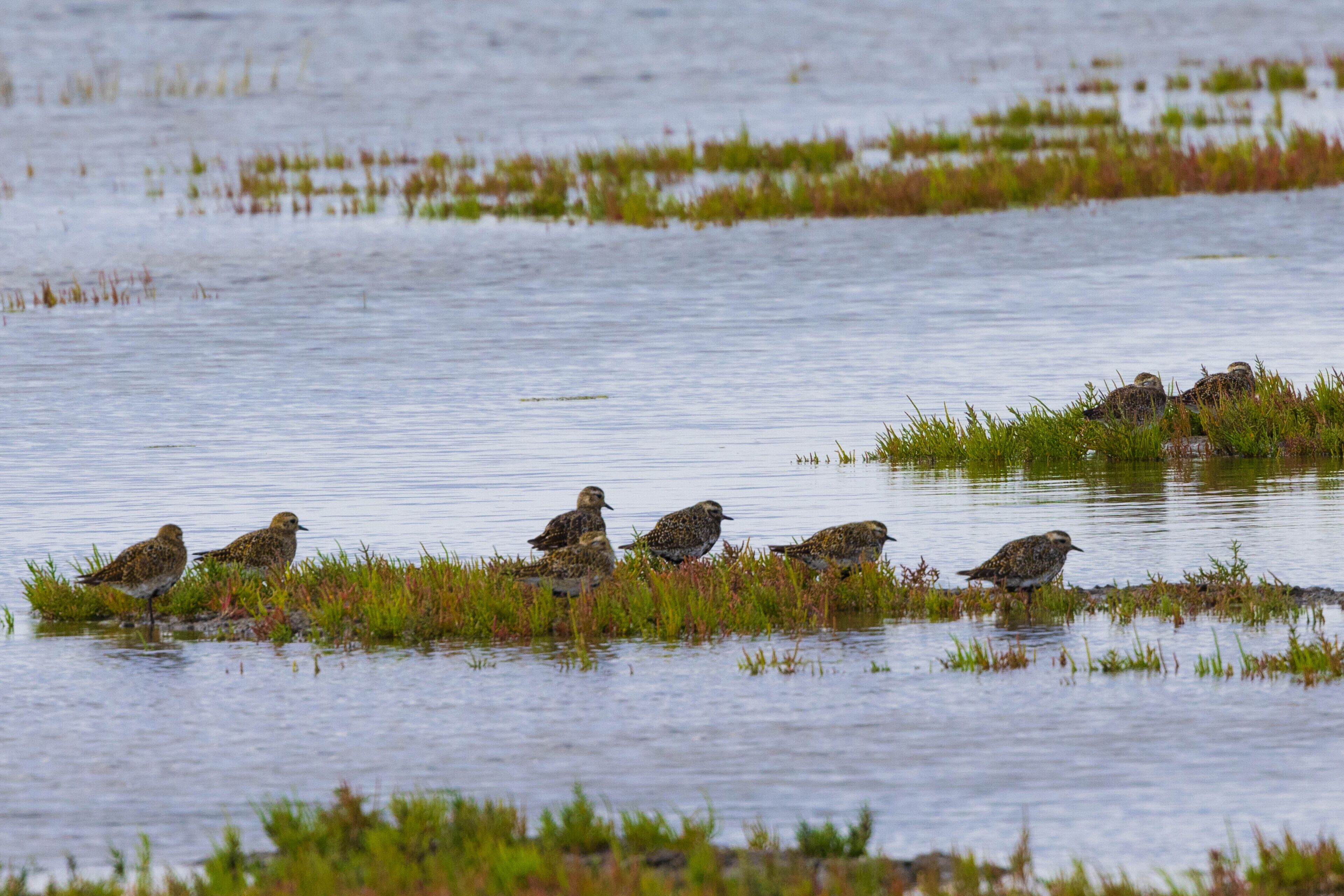 Un groupe d’oiseaux se tient dans une eau peu profonde, entouré de quelques plantes.