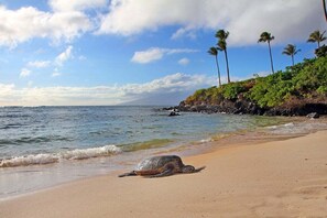 Beach nearby, sun loungers, beach towels - KRV 2614 Remodeled Villa w Ocean Views Whale Watch (Lahaina)