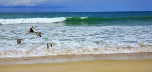 Ubicación a pie de playa, tumbonas y toallas de playa