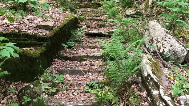 A stone staircase surrounded by dense forest vegetation.