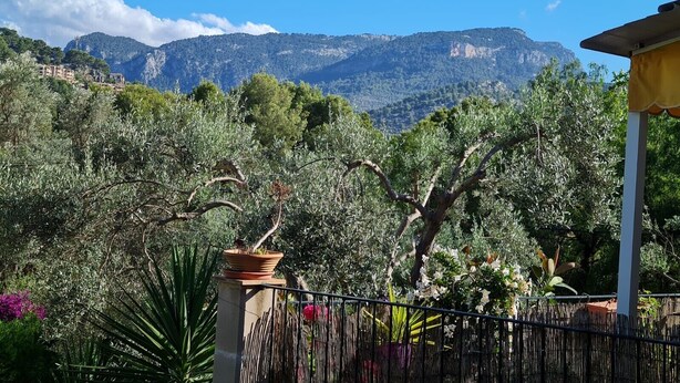 Un jardín con olivos, una cerca y montañas al fondo.