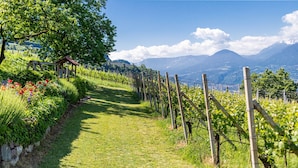 A vineyard path with a gazebo, rows of grapevines, and a mountainous backdrop. - Vacation Apartment "Barrique" with Mountain View, Wi-Fi and Garden (Meran)