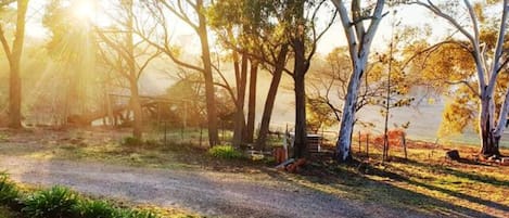 Paisagem rural com um caminho de terra, árvores e um pneu no chão.