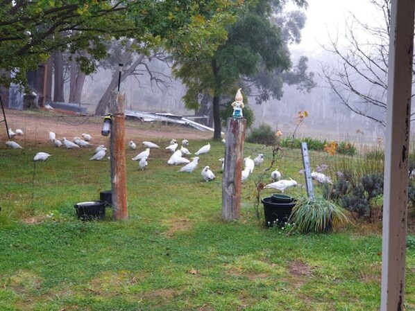 A grassy area with trees and a bird feeder. - Relax and Unwind (Greenwich Park)