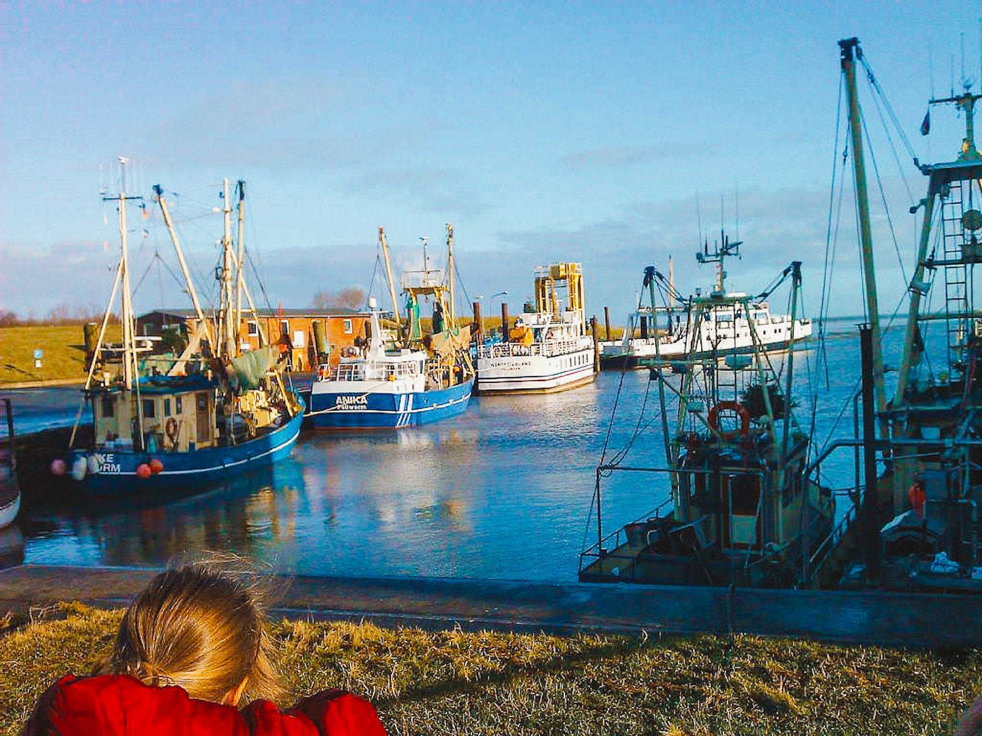 Ein Hafen mit mehreren dort vertäuten Fischerbooten, einer grasbewachsenen Fläche im Vordergrund und wolkenlosem Himmel.