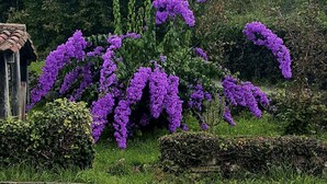 Ein Garten mit violetten Blumen und einem Gazebo.