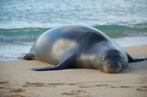 Sur la plage, chaise longue, serviettes de plage