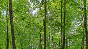 A forested area with a dirt path, a small structure, and a warning sign.