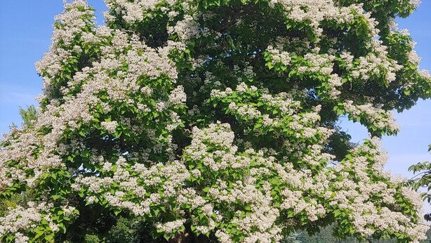 En parkeringsplats med två stora terrängbilar parkerade under ett stort, blommande träd.