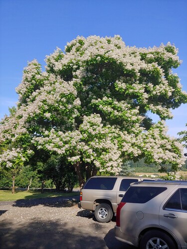 Cottage by the Woods - Quiet getaway - In Oregon wine country.