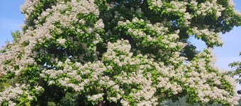 Cottage by the Woods - Quiet getaway - In Oregon wine country.
