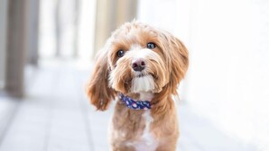 En hund som sitter på ett trägolv med en suddig bakgrund.