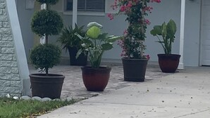 Un espacio al aire libre cubierto con plantas en macetas y un muro de piedra.