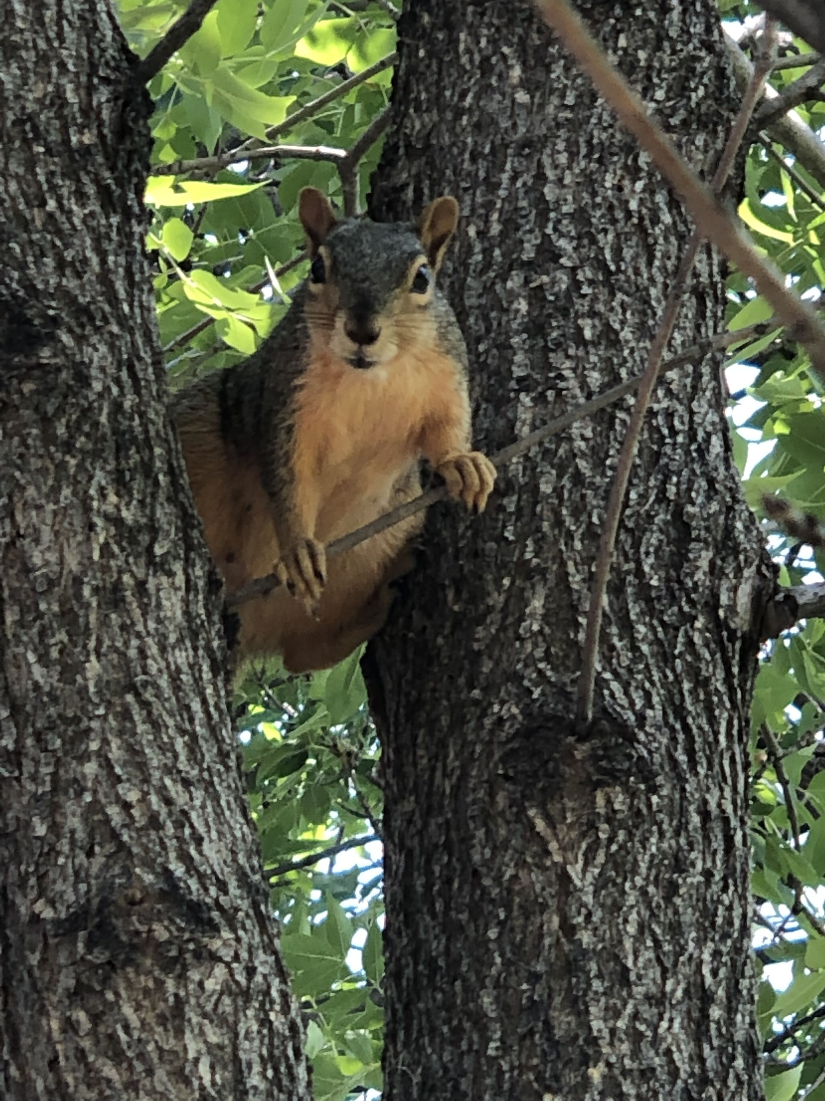Una ardilla posada en una rama de árbol.