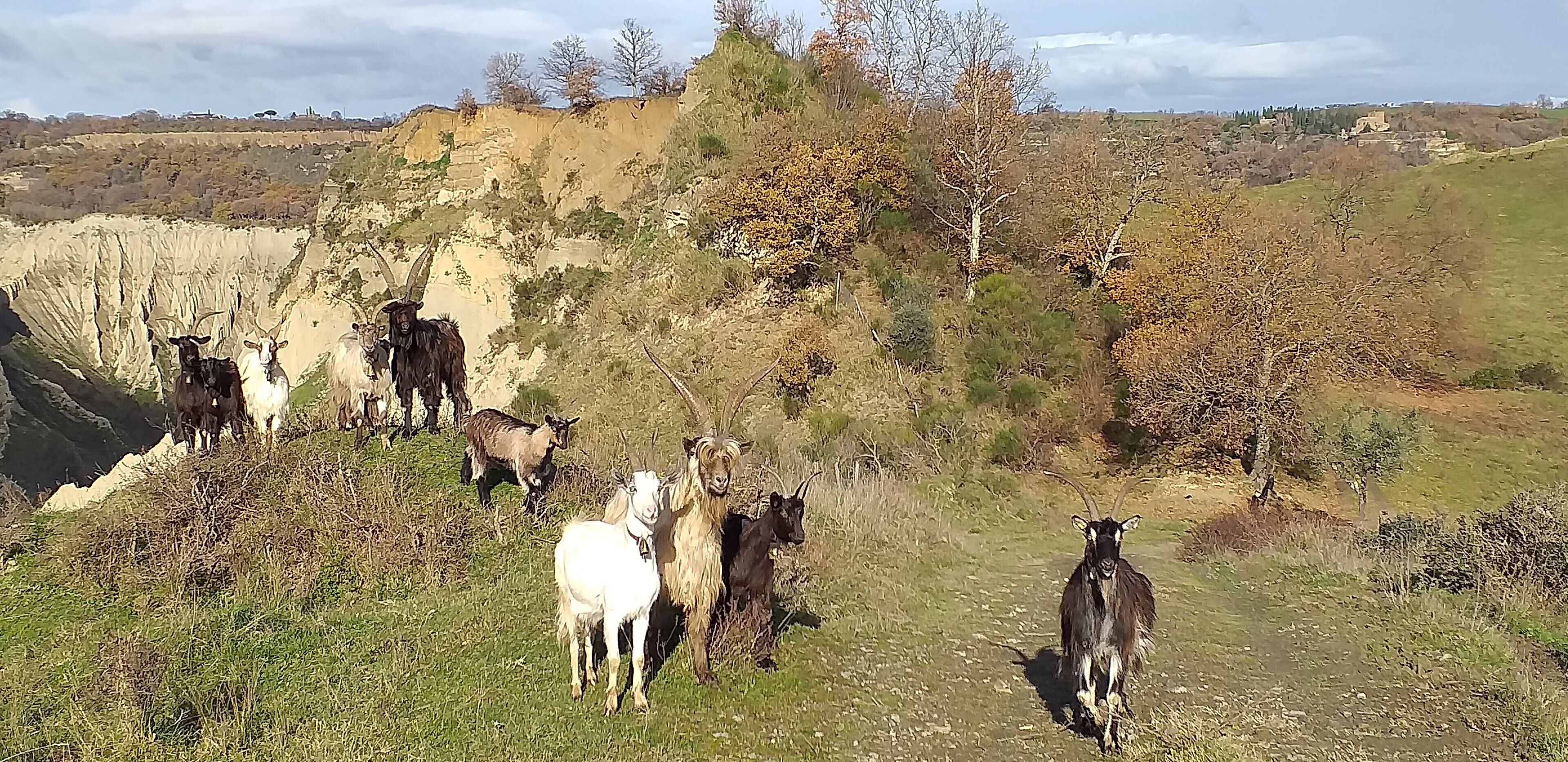 A group of goats on a hillside with a view of a rural landscape.