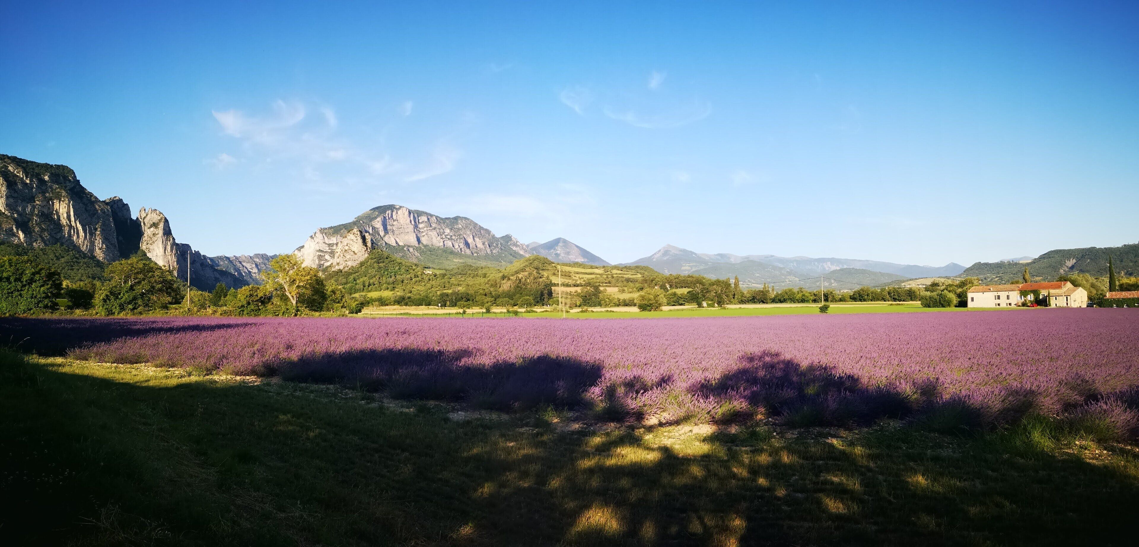 Un champ de lavande avec des montagnes en arrière-plan et un bâtiment doté d’un toit rouge.
