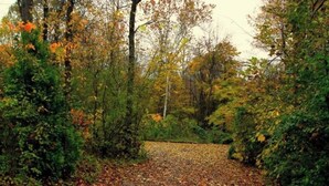 A pathway covered with fallen leaves, surrounded by dense foliage and trees.