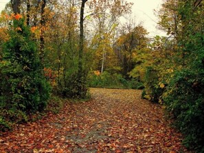 Wander through the serene forest surroundings.