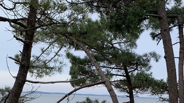 Una playa con una valla de madera, árboles y vista al mar.
