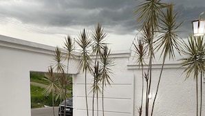 Een aangelegde tuin met palmbomen, een witte muur en een geplaveid pad.