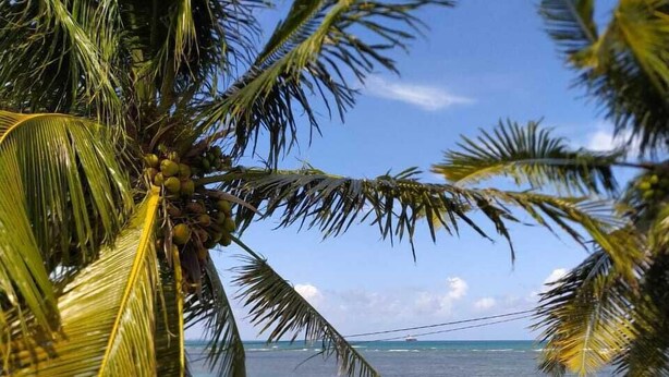 Una spiaggia con palme e una vista limpida sull'oceano.