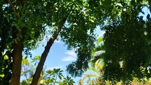 Area piscina con una poltrona prendisole, palme e una casa sullo sfondo.