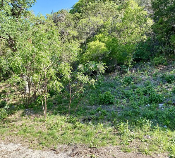 A natural landscape with dense greenery and trees.