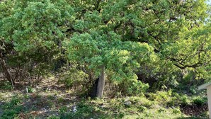 A natural outdoor area with dense greenery, a small tree, and a stone structure. - Hunter's Ridge Cabins - 2 (Concan)