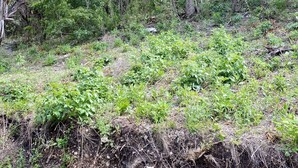 A natural forest area with dense vegetation and trees.