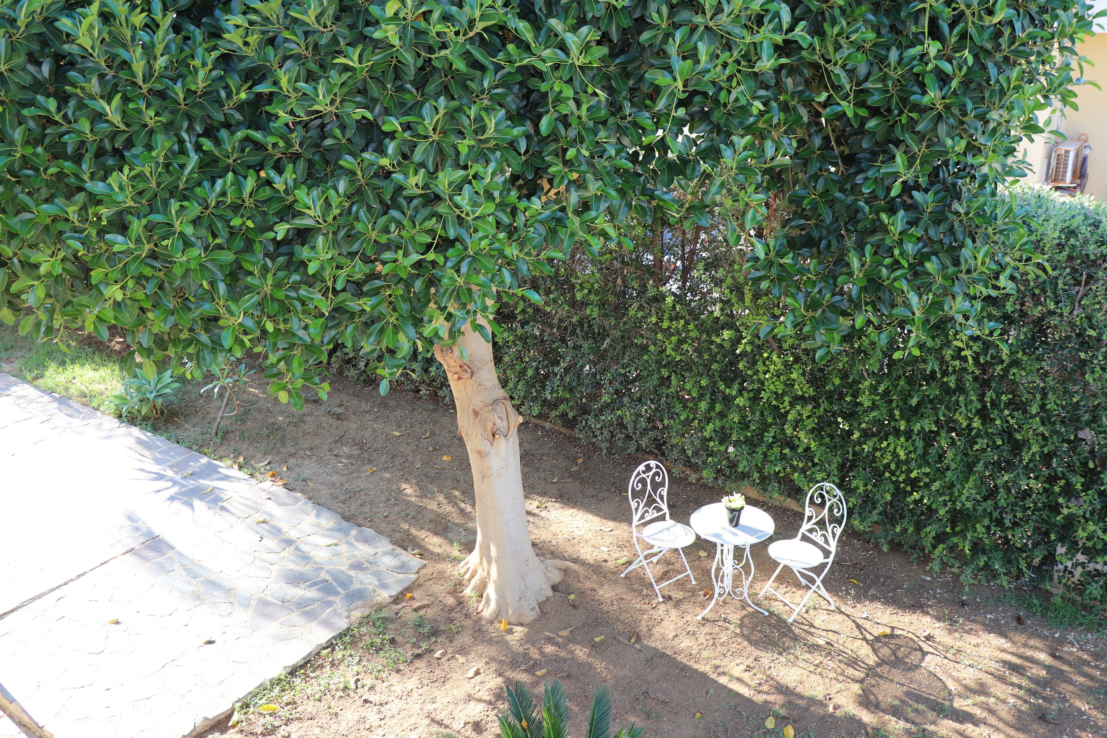 Un jardín con un árbol, dos sillas de metal blanco y un camino empedrado.