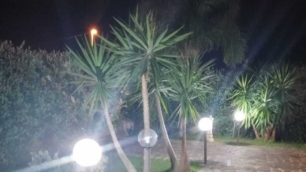 Un sendero de piedra con farolas y palmeras regularmente distribuidas.