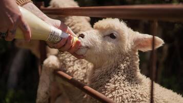 A lamb being fed by a person.
