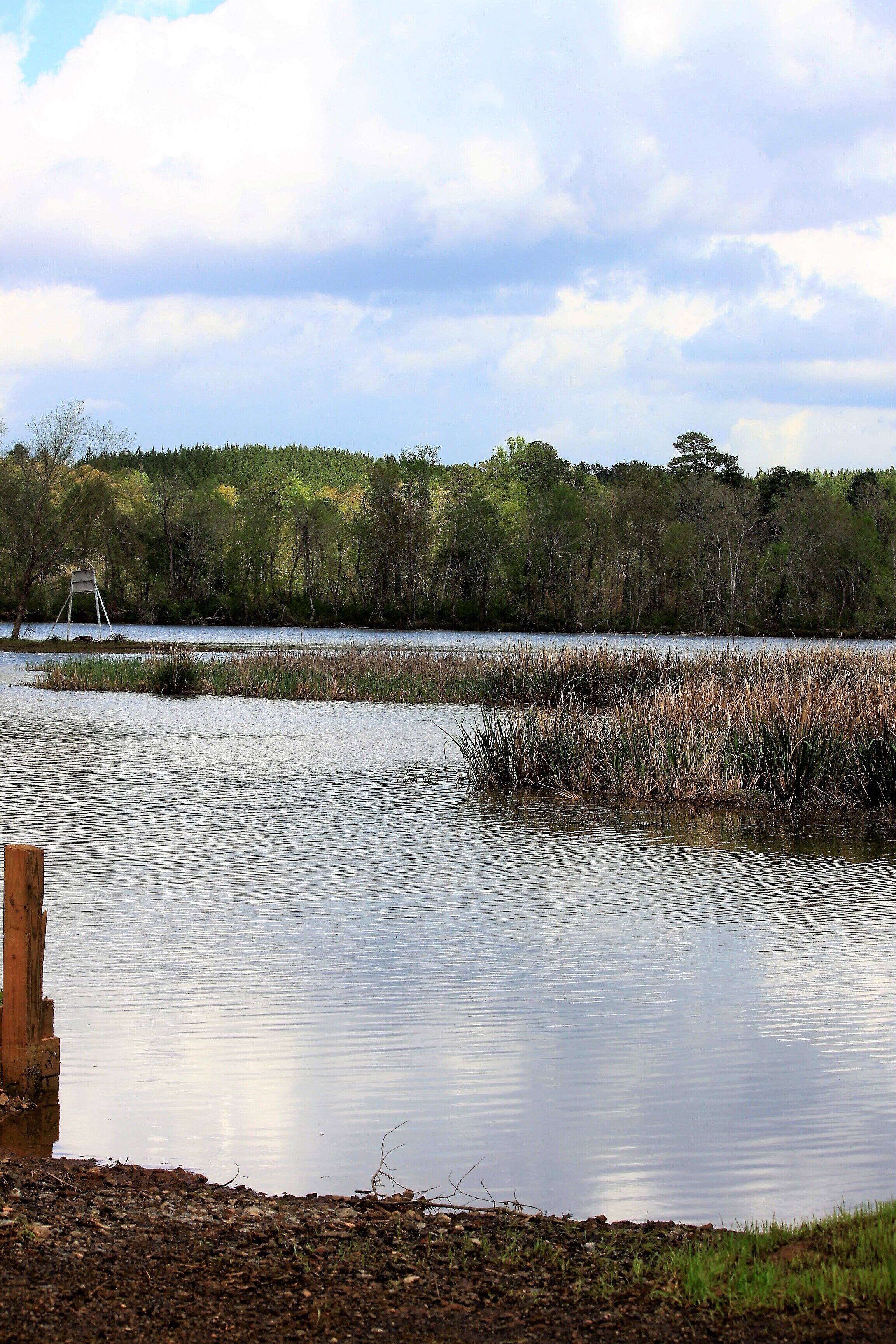 Un lago tranquilo con un muelle de madera que se adentra en el agua, rodeado de árboles y juncos densos.