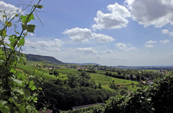 A vineyard landscape with rows of grapevines, a small building, and a town in the distance under a clear sky.