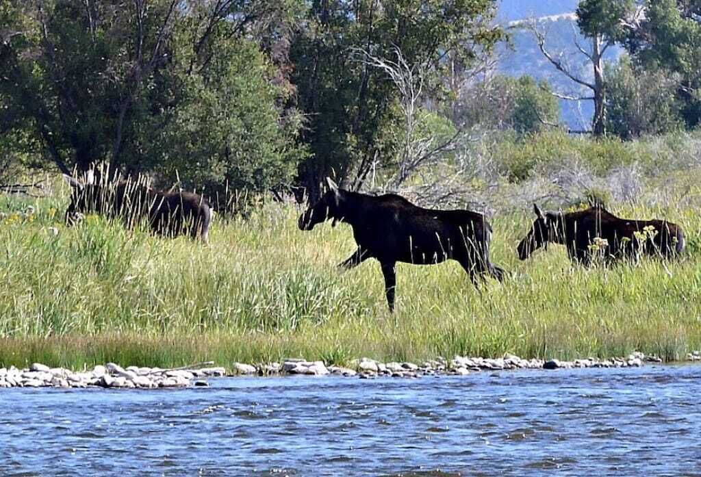 A riverbank with moose grazing in the background.