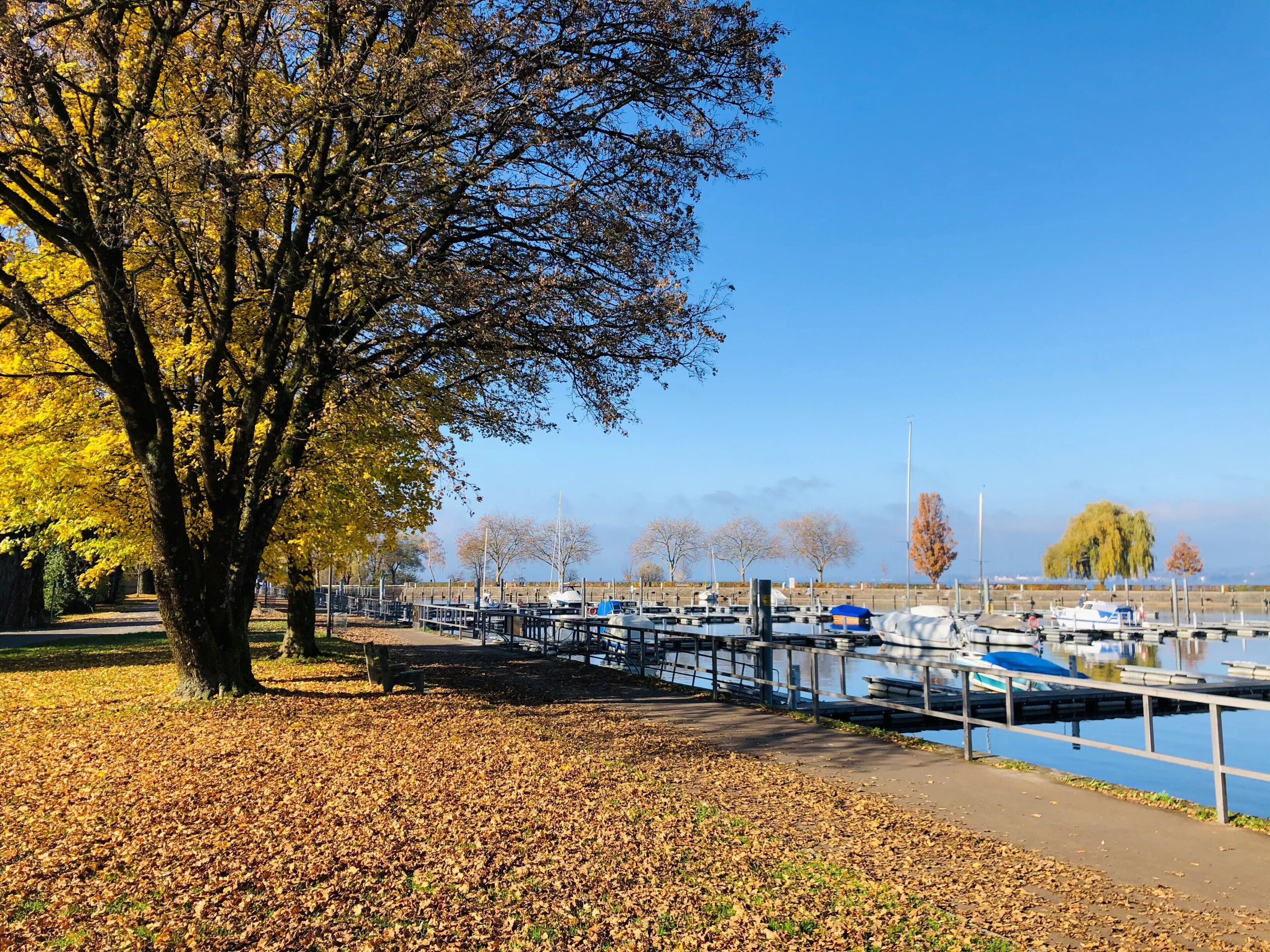 Ein von Bäumen gesäumter Weg führt zu einem Yachthafen mit angestuften Booten.