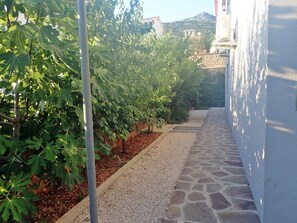 Un sendero estrecho bordeado por un hilera de higueras y una pared de piedra.