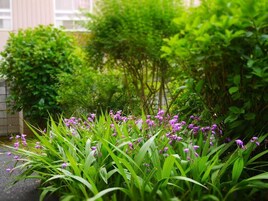 Un jardín con follaje verde y flores púrpuras.