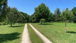 A clear path through a park with evenly spaced trees and a well-maintained lawn.