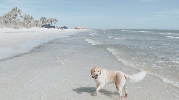 A dog running on a sandy beach with the ocean in the background.